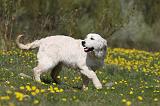 GOLDEN RETRIEVER 888